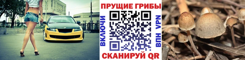Псилоцибиновые грибы мухоморы  Гаджиево 